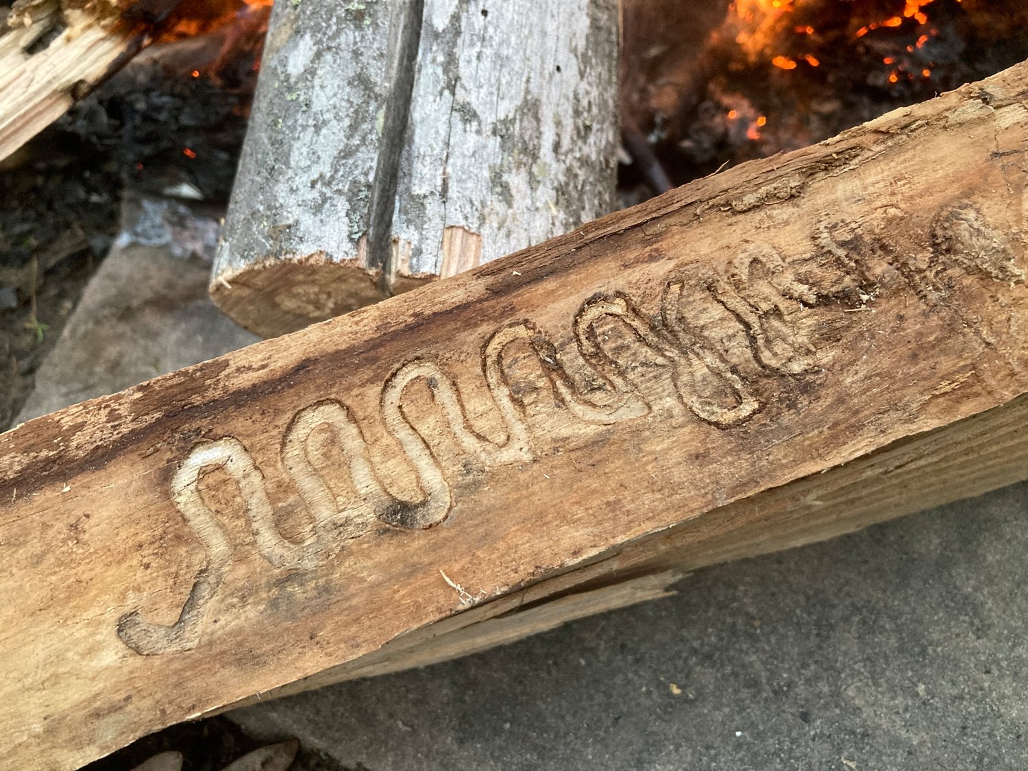 Can you discern a message in this cleverly carved insect script?